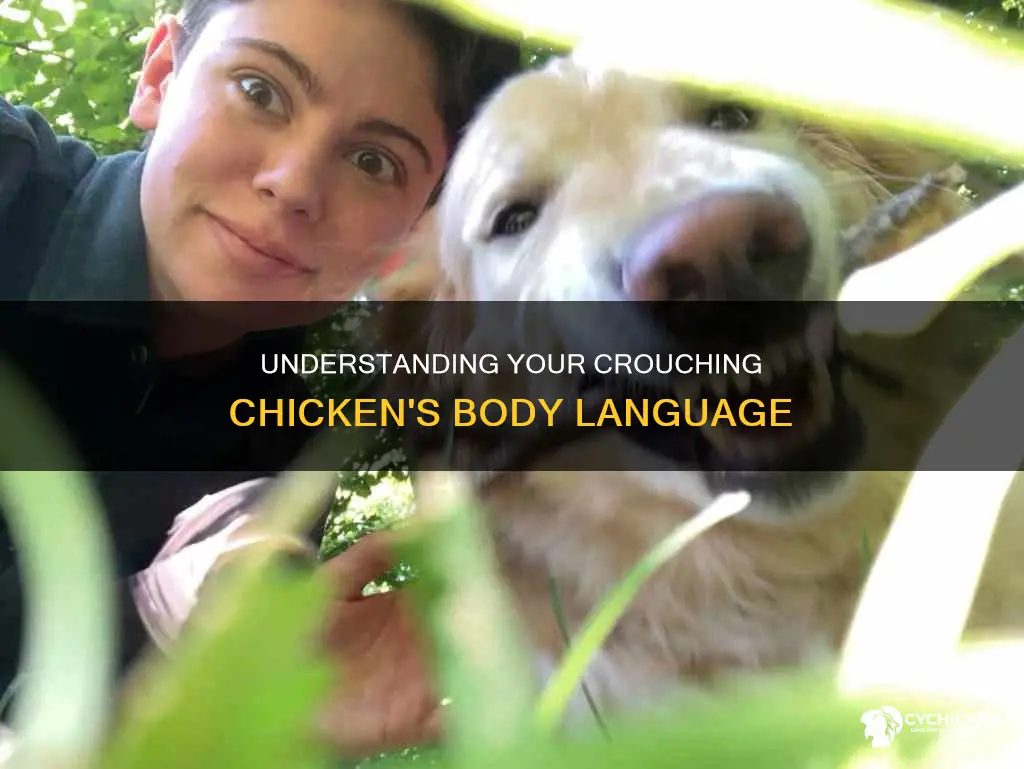 why does my chicken crouch down when i pet her