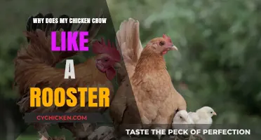 Why Does My Hen Crow Like a Rooster? Unraveling the Mystery