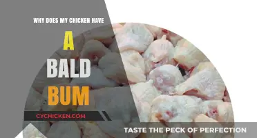 Why Does My Chicken Have a Bald Bum? Causes and Solutions