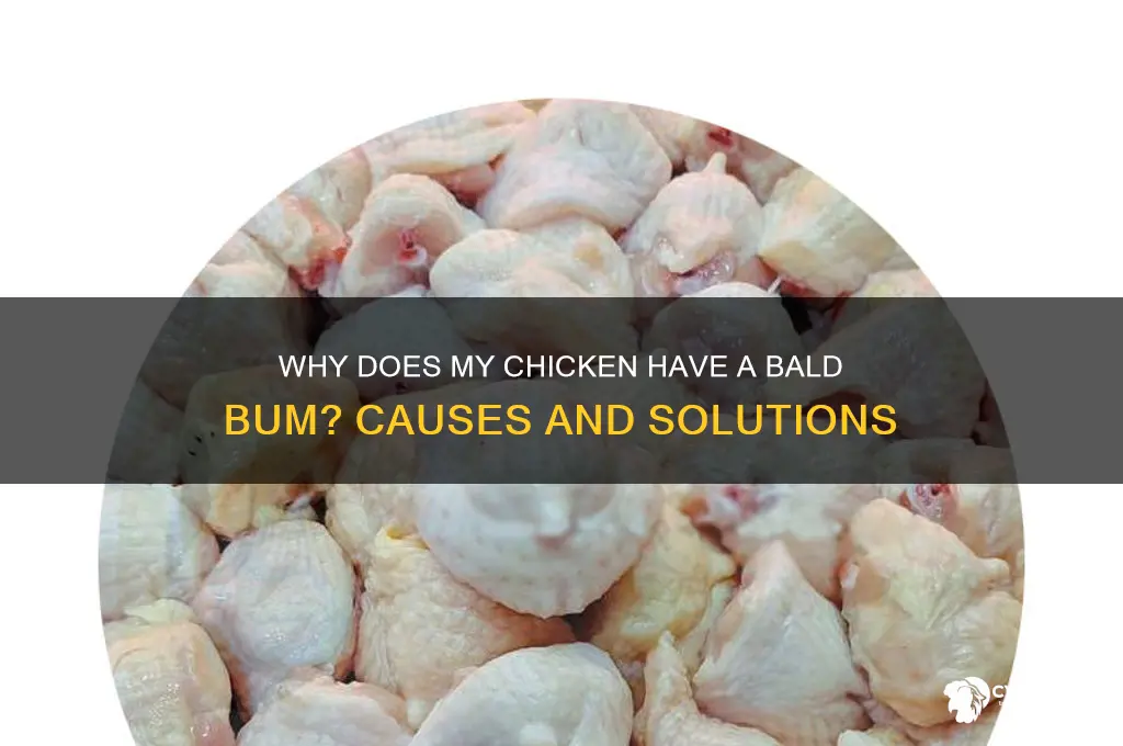 why does my chicken have a bald bum