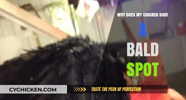 Why Does My Chicken Have a Bald Spot? Causes and Solutions