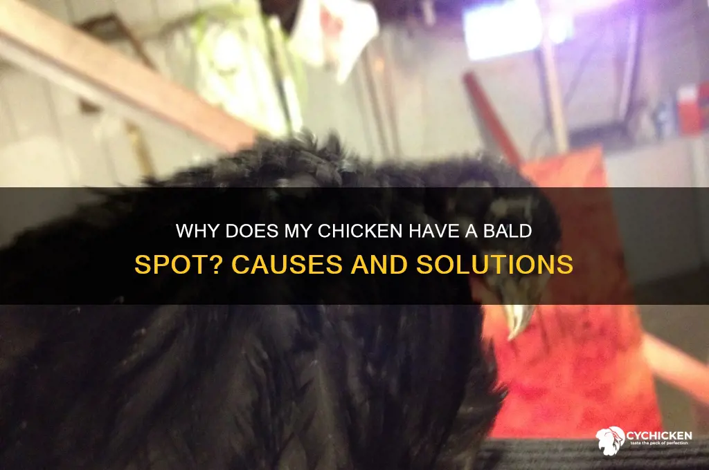 why does my chicken have a bald spot