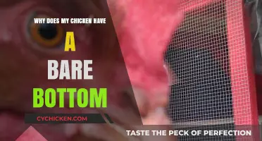 Why Does My Chicken Have a Bare Bottom? Causes and Solutions