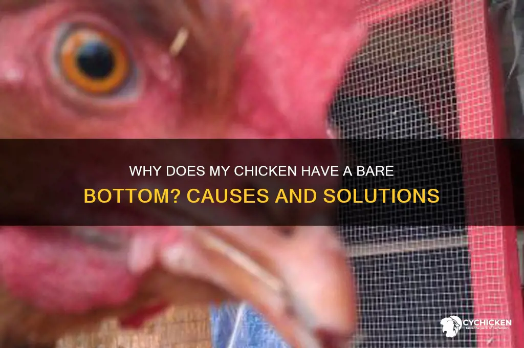 why does my chicken have a bare bottom