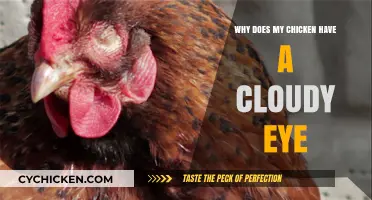 Cloudy Eye in Chickens: Causes, Concerns, and Care Tips