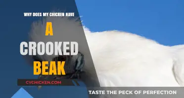 Crooked Chicken Beak: Causes, Concerns, and Care Tips Explained