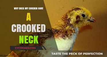 Why Does My Chicken Have a Crooked Neck? Causes and Solutions
