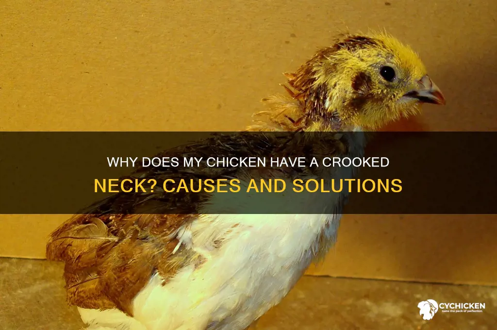why does my chicken have a crooked neck