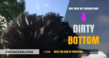 Why Does My Chicken Have a Dirty Bottom? Causes and Solutions