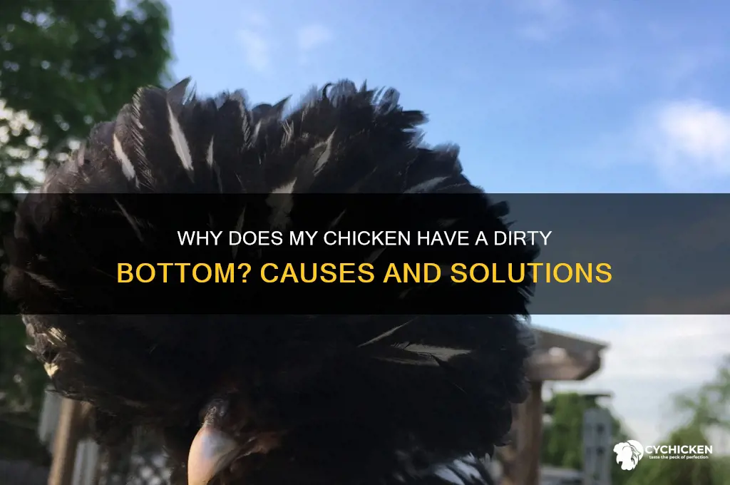 why does my chicken have a dirty bottom