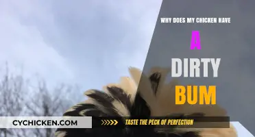 Why Does My Chicken Have a Dirty Bum? Causes and Solutions
