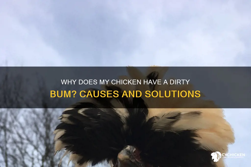 why does my chicken have a dirty bum