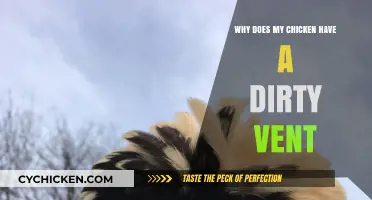 Understanding Dirty Vents in Chickens: Causes, Prevention, and Care Tips