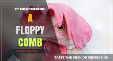 Floppy Comb on Your Chicken? Causes and Solutions Explained