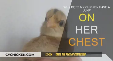 Strange Lump on Your Chicken's Chest: What's the Cause?