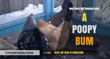 Why Does My Chicken Have a Poopy Bum? Causes and Solutions
