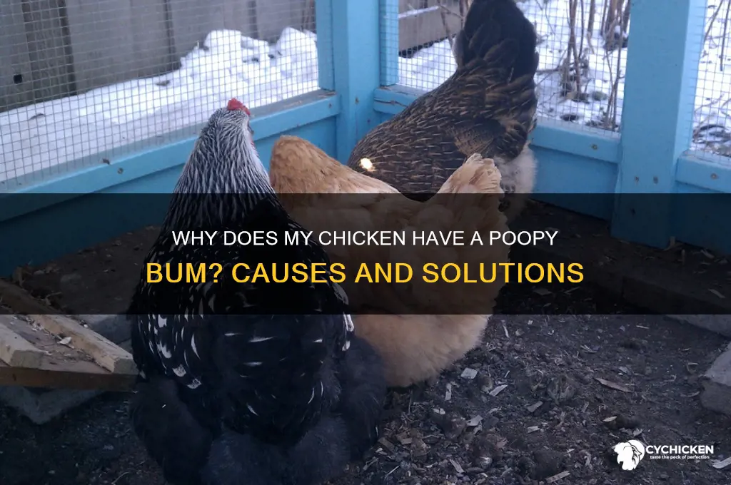 why does my chicken have a poopy bum