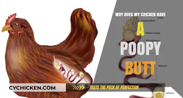 Why Does My Chicken Have a Poopy Butt? Causes and Solutions