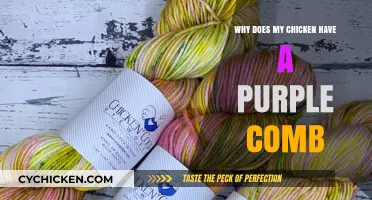 Why Your Chicken's Comb Turns Purple: Causes and Care Tips