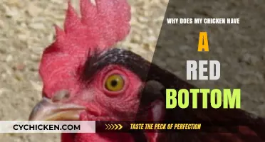 Why Does My Chicken Have a Red Bottom? Causes and Solutions