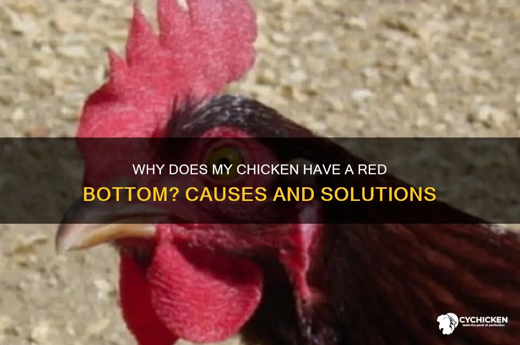 why does my chicken have a red bottom