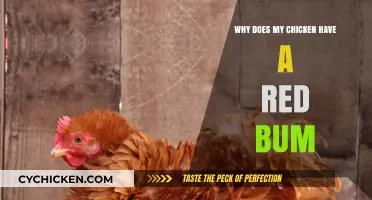 Why Does My Chicken Have a Red Bum? Causes and Care