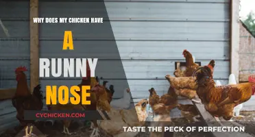 Runny Nose in Chickens: Causes, Concerns, and Care Tips