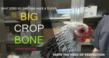 Big Crop Bone in Chickens: Why It Happens