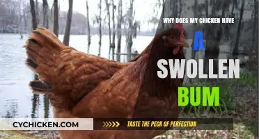 Swollen Bum in Chickens: Causes, Concerns, and Effective Treatment Options
