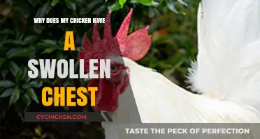 Swollen Chest in Chickens: Causes, Concerns, and Treatment Options