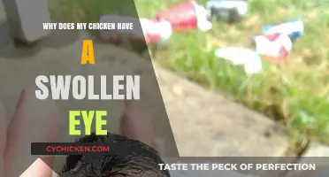Swollen Eye in Chickens: Causes, Symptoms, and Treatment Options