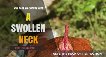Swollen Neck in Chickens: Causes, Symptoms, and Treatment Options