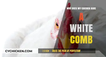Why Does My Chicken Have a White Comb? Explained