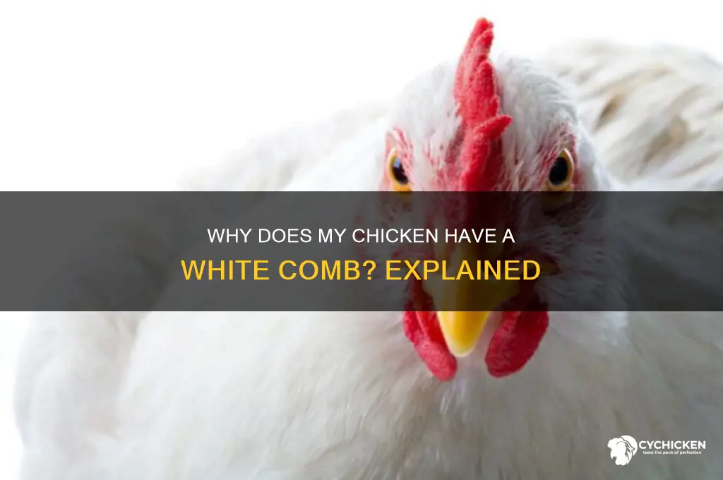 why does my chicken have a white comb