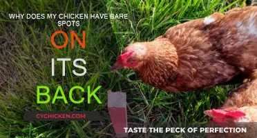 What's Behind My Chicken's Bare Back Spots?