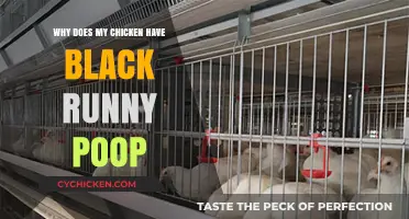 Understanding Black Runny Chicken Poop: Causes and Solutions for Healthy Birds