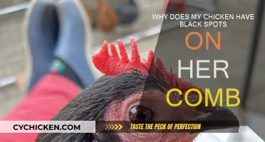Spots on Chicken Combs: What Do They Mean?