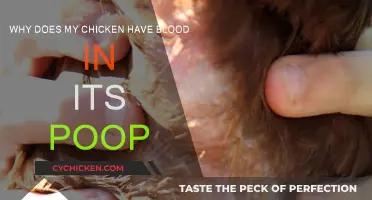 Chicken Poop Problems: Blood and Health