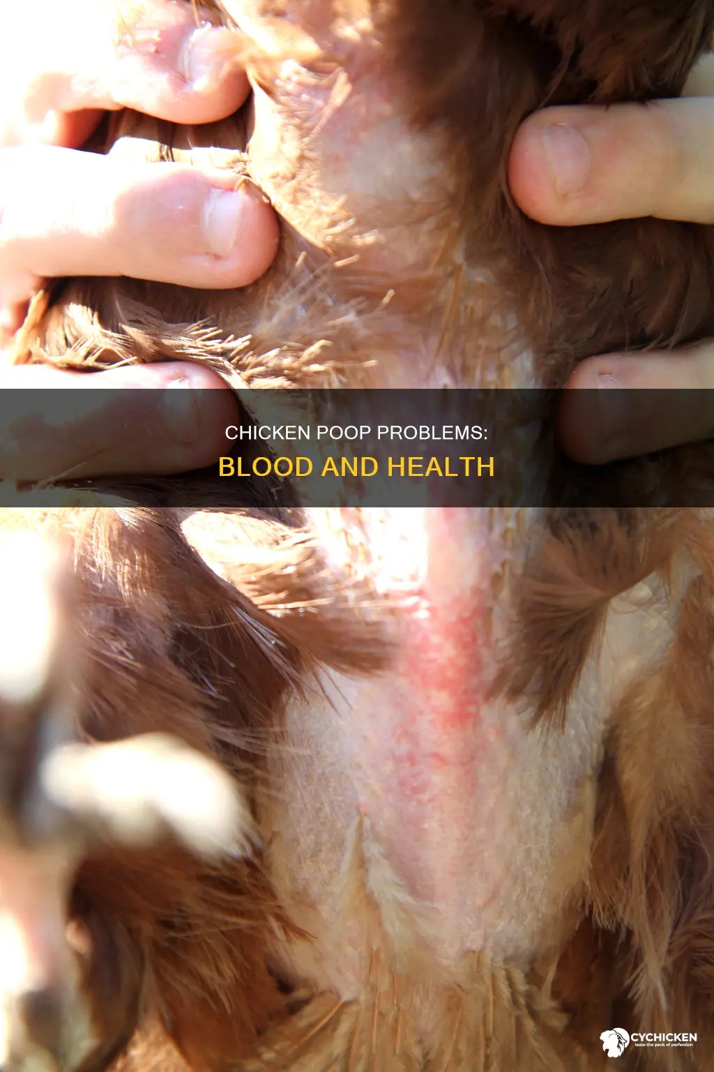 why does my chicken have blood in its poop