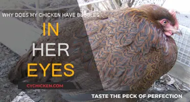 Eye Problems in Chickens: Bubbles and Their Causes
