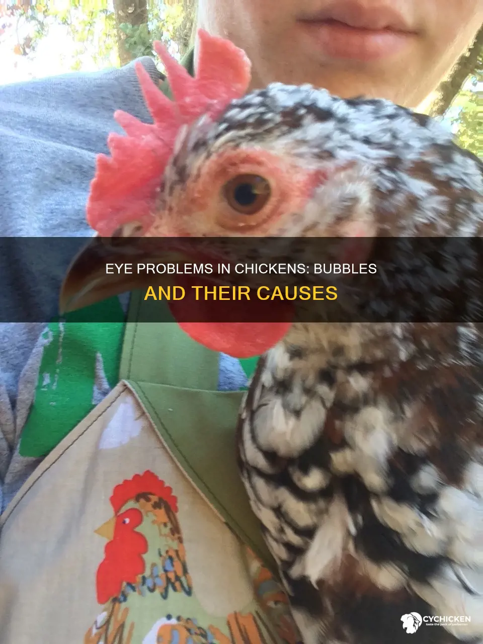 why does my chicken have bubbles in her eyes