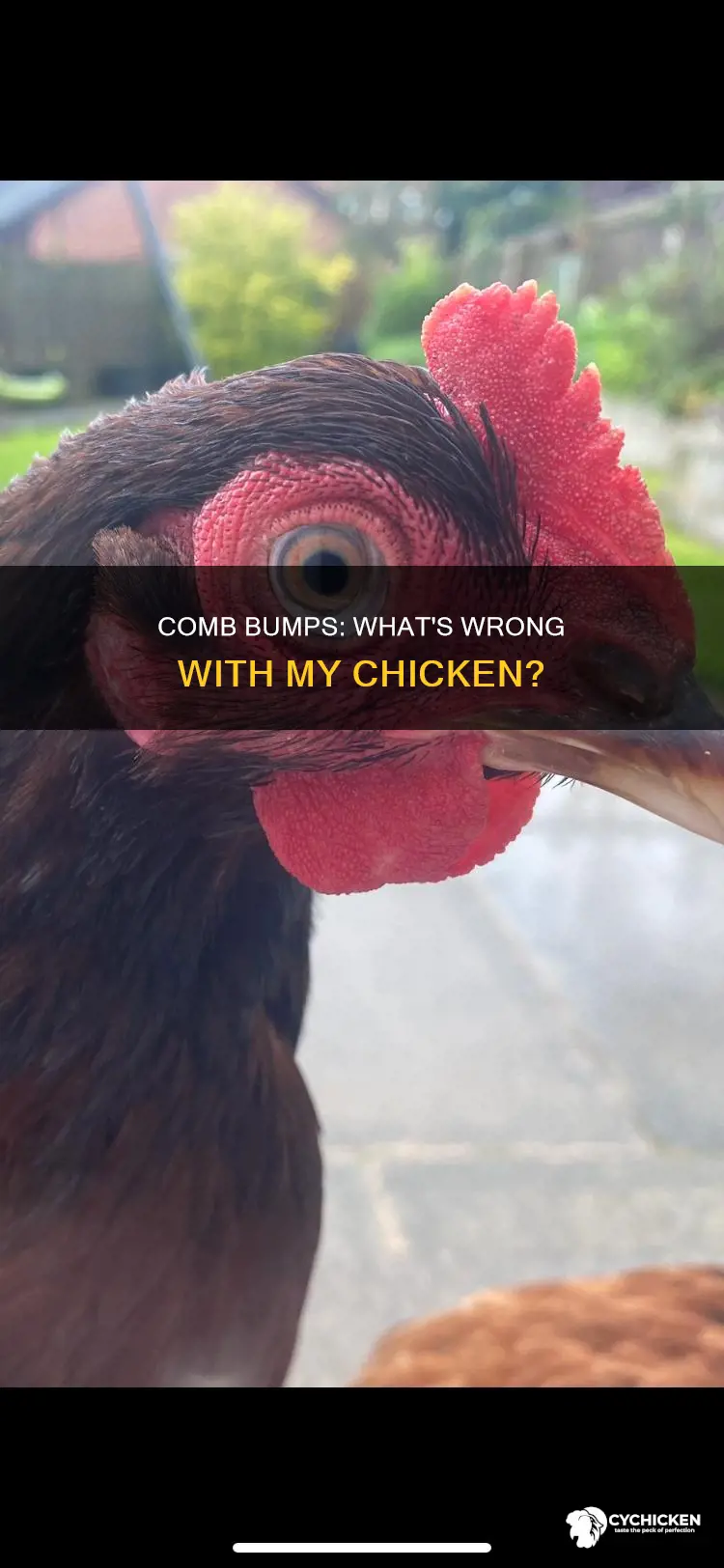 why does my chicken have bumps on her comb