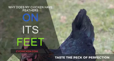 Chicken Feet Feathers: What's the Deal?