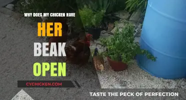 Why Does My Chicken Pant? Understanding Open-Beak Behavior in Poultry
