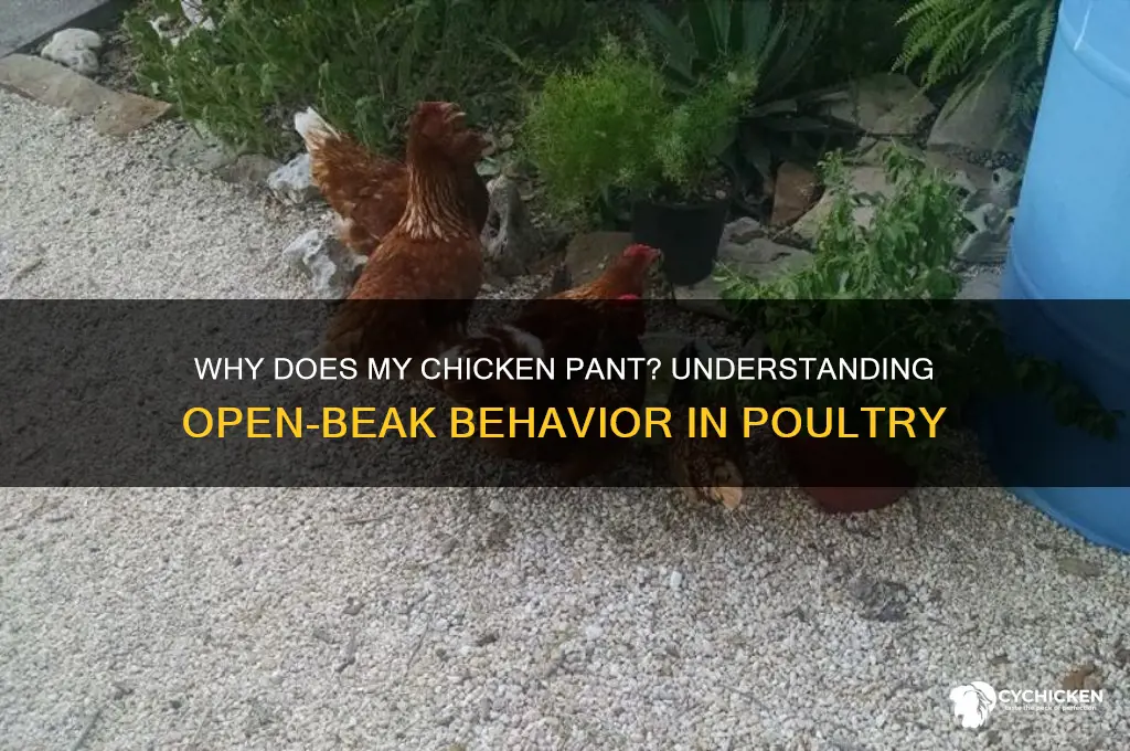 why does my chicken have her beak open