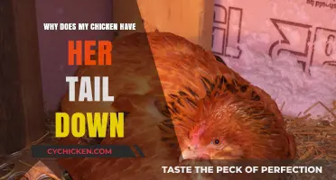 Why Does My Chicken Have Her Tail Down? Causes and Solutions