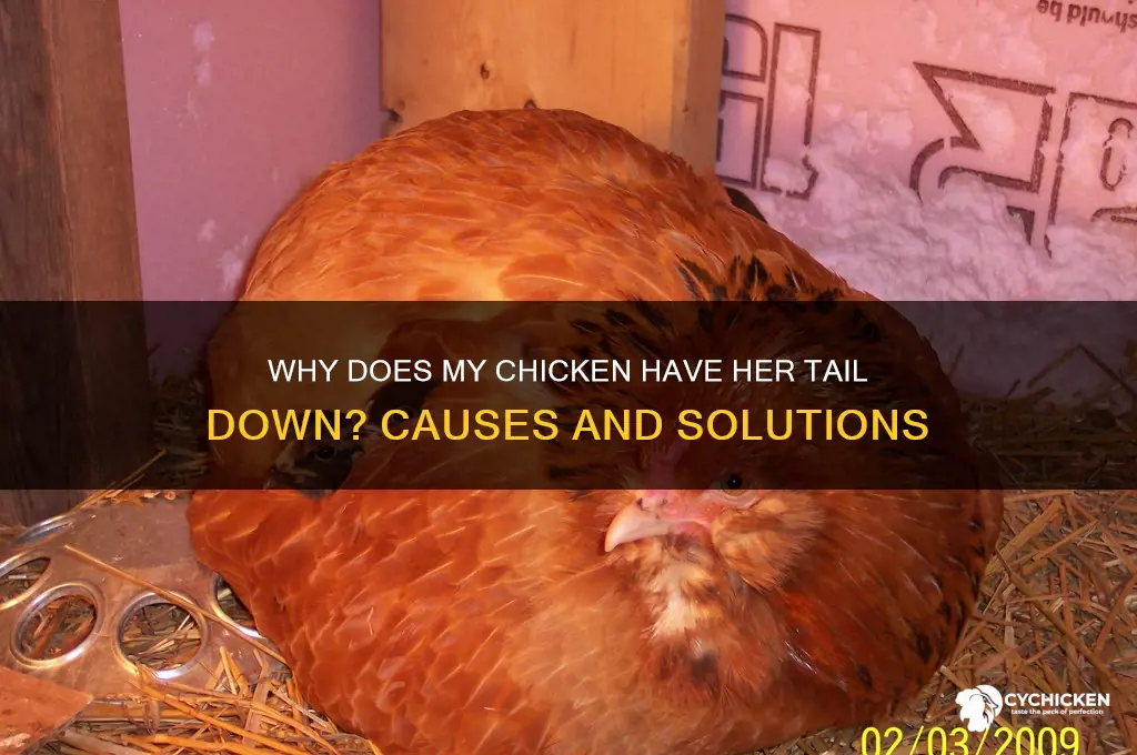 why does my chicken have her tail down