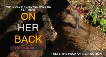 Causes of Feather Loss in Chickens and How to Treat It