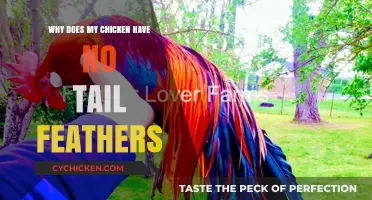 Why Your Chicken Lacks Tail Feathers: Common Causes Explained