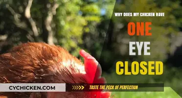 Why Does My Chicken Have One Eye Closed? Causes and Care Tips